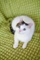Ласковая кошка Анабель ищет человека, чтобы любить. В добрые руки