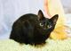 Котенок-инвалид Багира, стройняшка в черной шубке в добрые руки