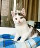 Котенок Лазерь - лучистое счастье в добрые руки