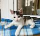 Котенок Лазерь - лучистое счастье в добрые руки