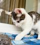 Котенок Лазерь - лучистое счастье в добрые руки
