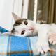 Котенок Лазерь - лучистое счастье в добрые руки