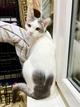 Необычный котик Пломбир в самые добрые руки