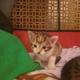 Котята в добрые руки!