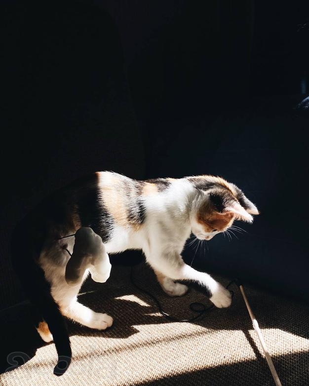 Котенок (девочка, 6 месяцев)