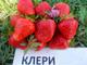 Рассада клубники