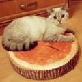 Кот на вязку Британская шиншилла из рекламы