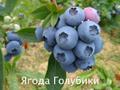 Ягода голубики от производителя