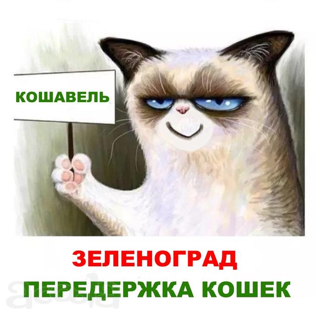 Передержка кошек «Кошавель»