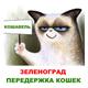 Передержка кошек «Кошавель»