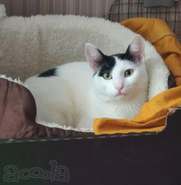 Особенный котик ищет заботливую семью
