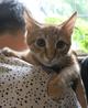 Отдам милого котенка в добрые руки