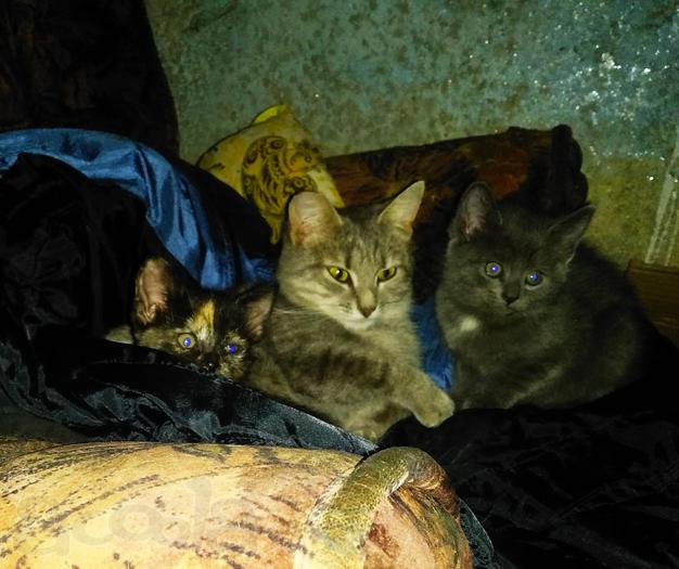 Ищем хозяев для котят