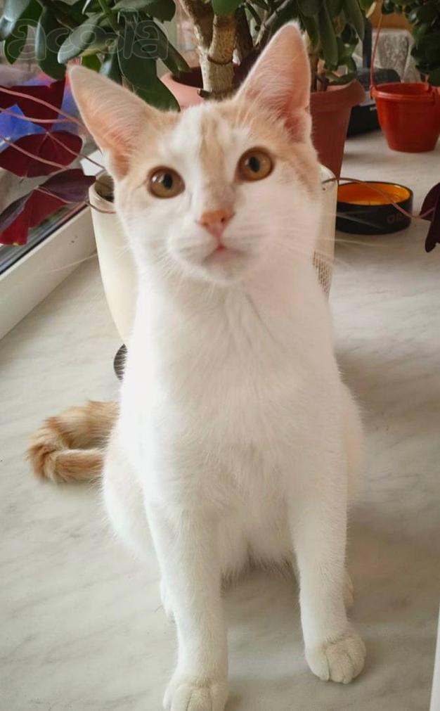 Ласковый котенок Рэй в добрые руки