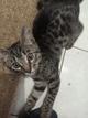 Котёнку Люсси срочно нужен дом