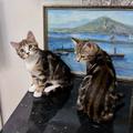 Котята-девочки Ника и Мика