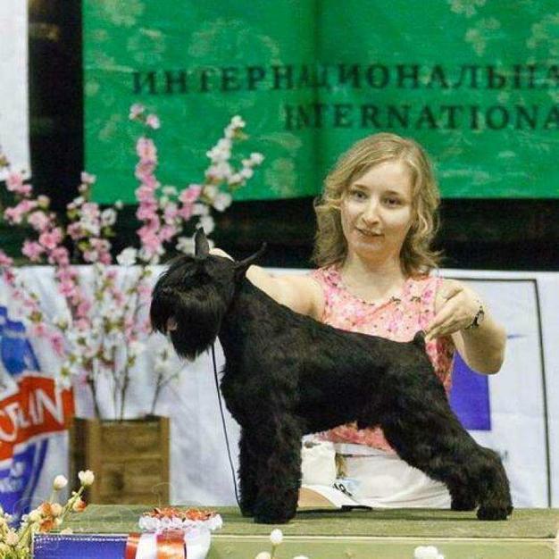Продаются щенки цвергшнауцера чёрного окраса