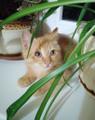 Рыжий котёнок в дар.