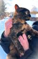 Ласковая кошечка подросток Чуня ищет дом