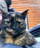 Ласковая кошечка подросток Чуня ищет дом