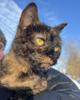Ласковая кошечка подросток Чуня ищет дом