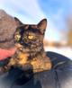 Ласковая кошечка подросток Чуня ищет дом