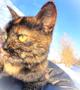 Ласковая кошечка подросток Чуня ищет дом