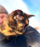 Ласковая кошечка подросток Чуня ищет дом