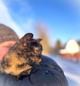 Ласковая кошечка подросток Чуня ищет дом