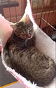Котенок Боня (кошечка 8 мес).