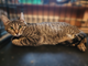 Котенок Боня (кошечка 8 мес).