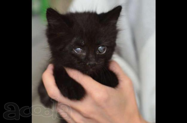 Спокойный котенок Космос в добрые руки!