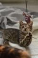 Любознательный котёнок Дымок в добрые руки!