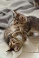 Любознательный котёнок Дымок в добрые руки!