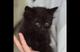 Спокойный котенок Космос в добрые руки!