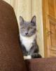 Котёнок Тима (Тимофей)