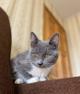 Котёнок Тима (Тимофей)
