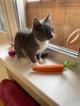 Котёнок Тима (Тимофей)