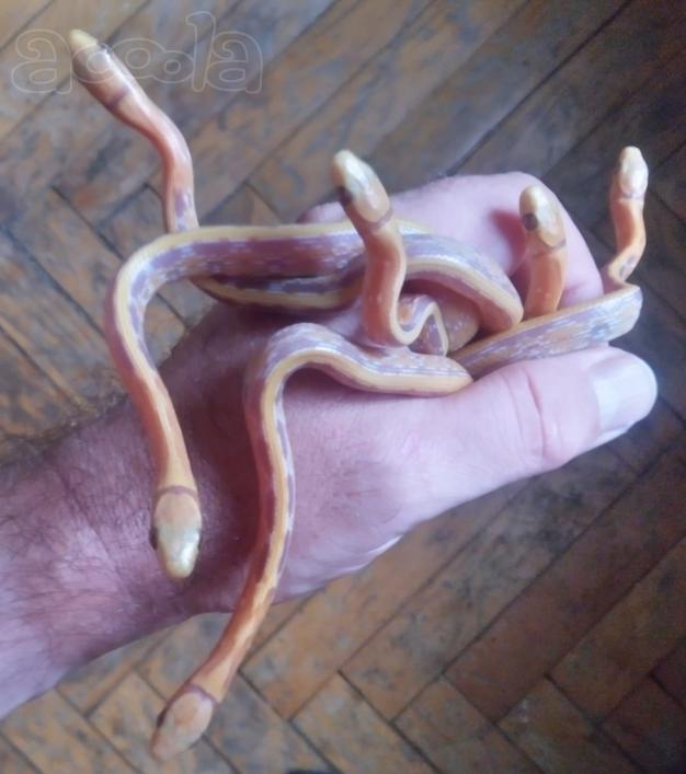 Лучистый полоз Coelognathus radiata