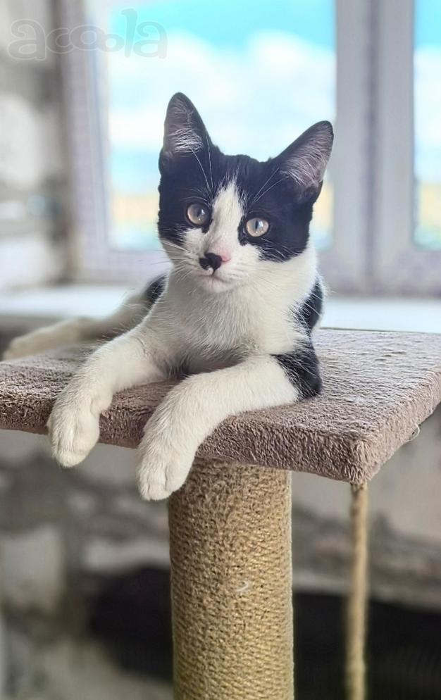 Смешной котёнок Коржик с мухой на носу ищет семью!