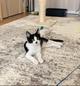 Смешной котёнок Коржик с мухой на носу ищет семью!