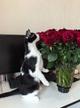 Смешной котёнок Коржик с мухой на носу ищет семью!