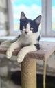 Смешной котёнок Коржик с мухой на носу ищет семью!