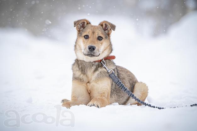 Ласковая щенулька Нюша очень ждет своего родного ЧЕЛОВЕКА.