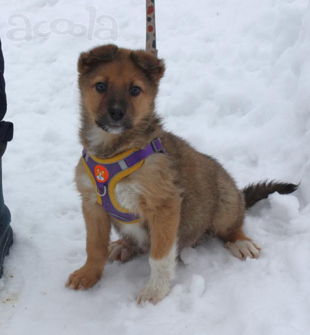 Маленькому щенульке Оскару очень нужны дом и семья