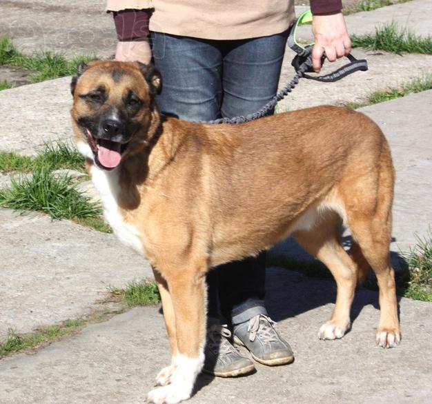 Добраый, ласковый Тоша -собака компаньон очень ждет свою семью!