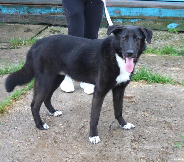 Собака-компаньон Туман мечтает о семье и доме!